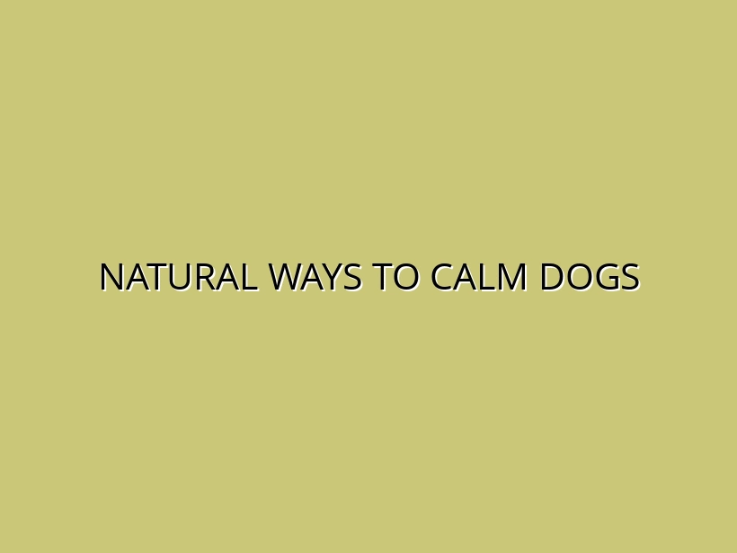 10 Proven Ways to Reduce Anxiety in Dogs Naturally